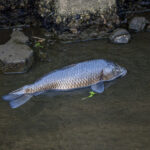 シゲキ、的な シゲキ、的な
