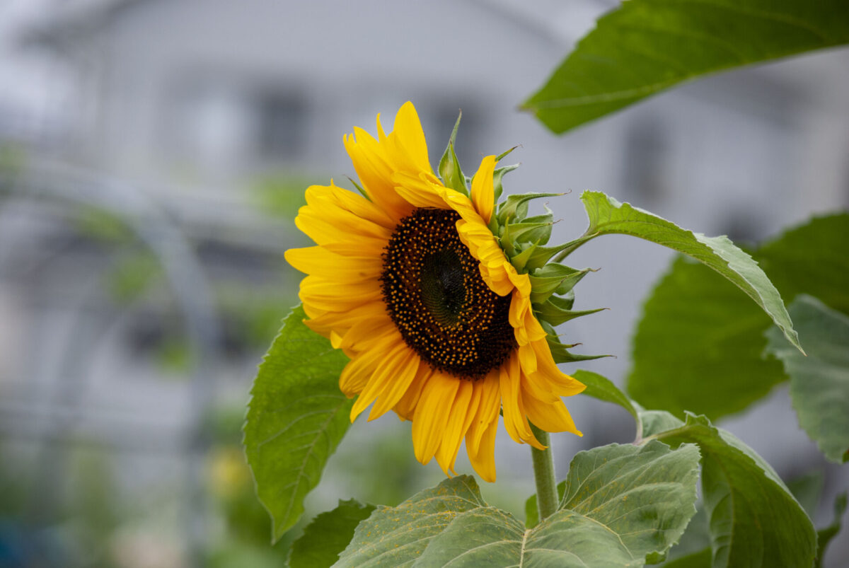 まっかっか まっかっか