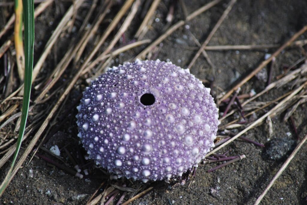 礼文島 ムラサキウニの殻