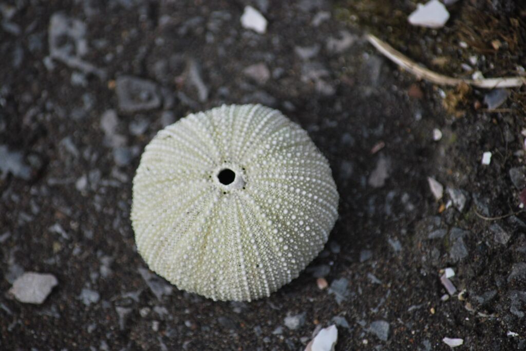 礼文島 バフンウニの殻