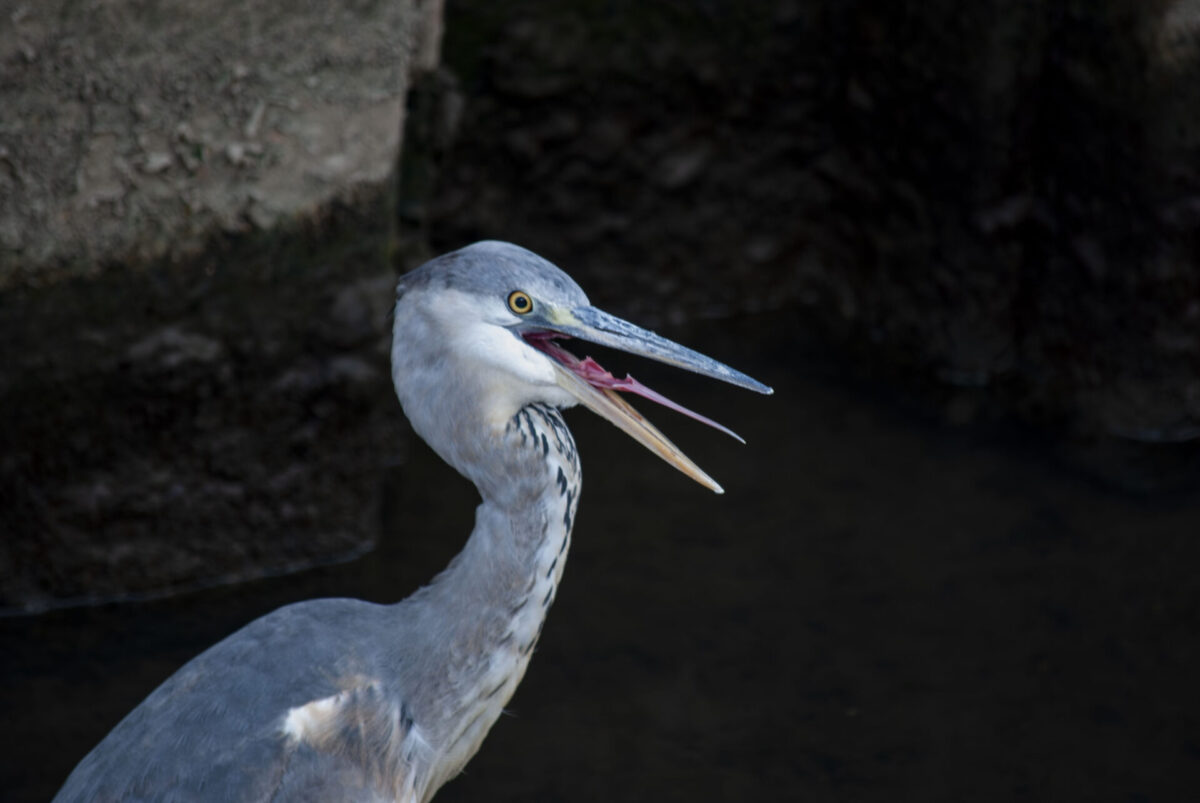 サシコミでぃすてぃにー