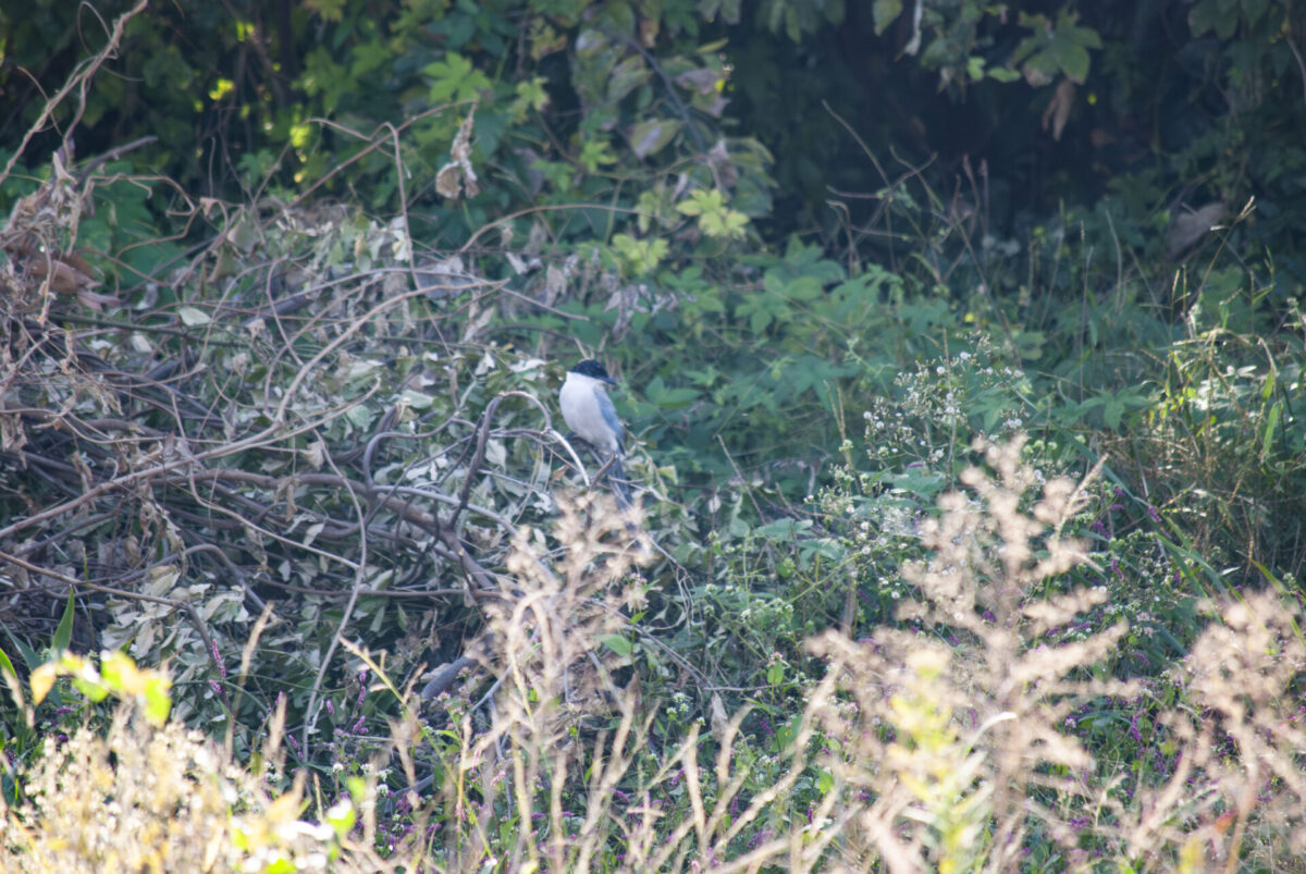 サンプンハン サンプンハン