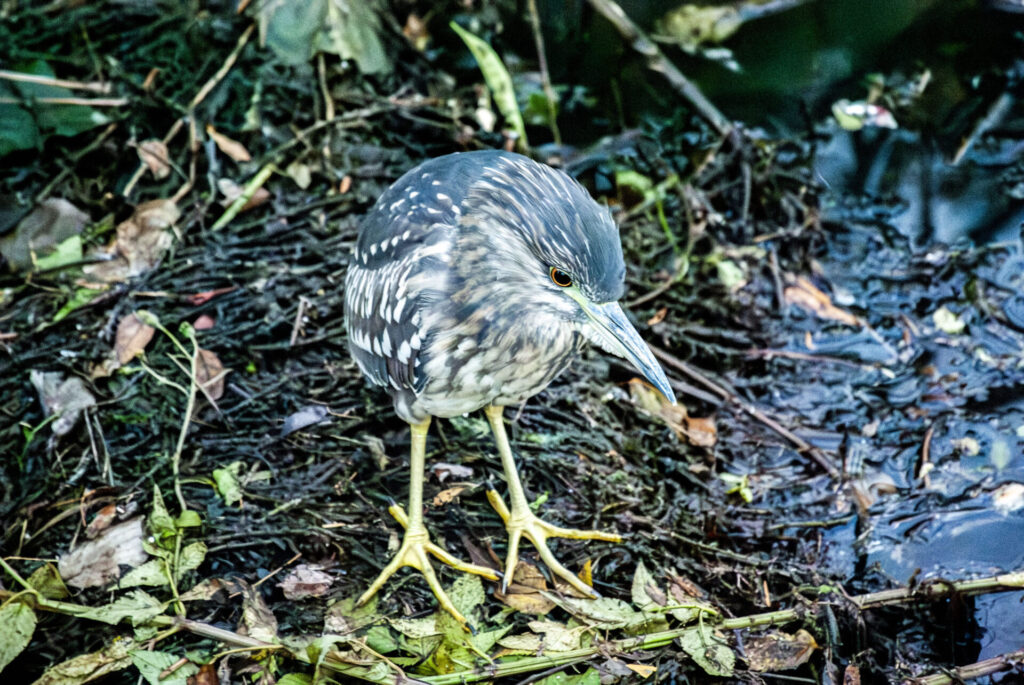 ホシゴイ（ゴイサギ幼鳥）