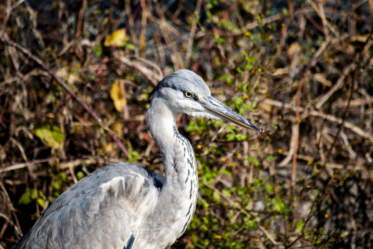 ものたりなくない