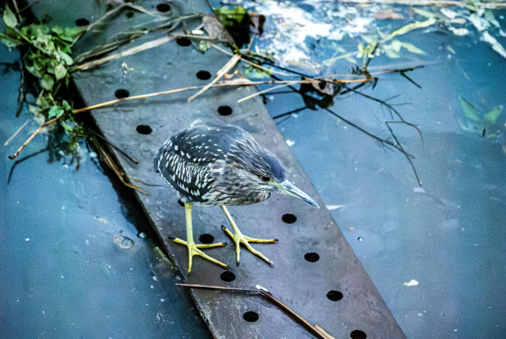 ホシゴイ（ゴイサギ幼鳥）