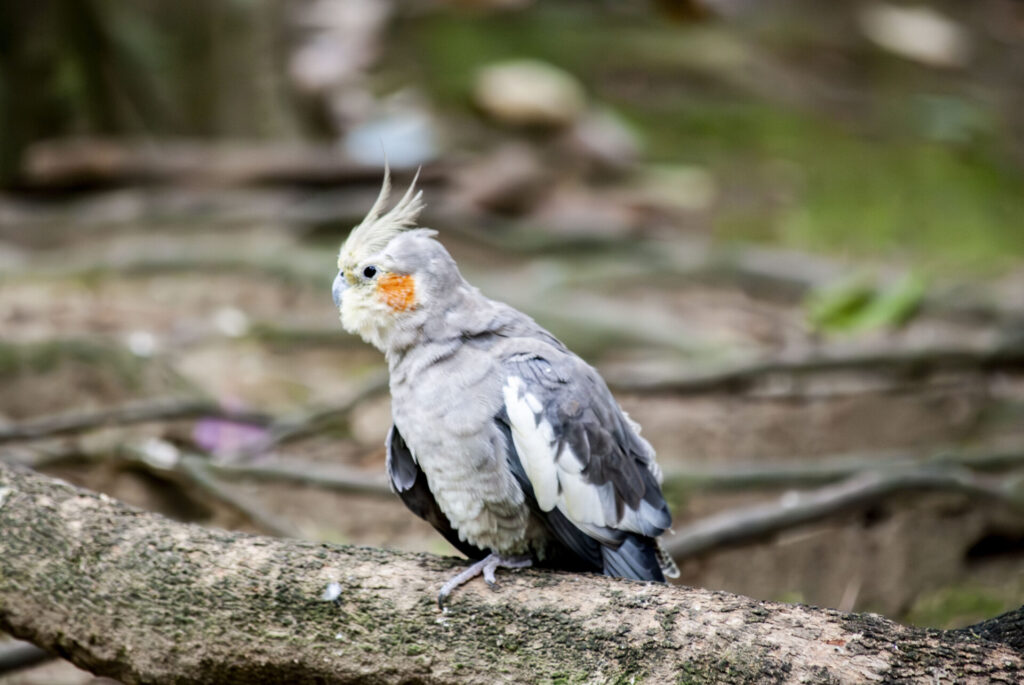 オカメインコ