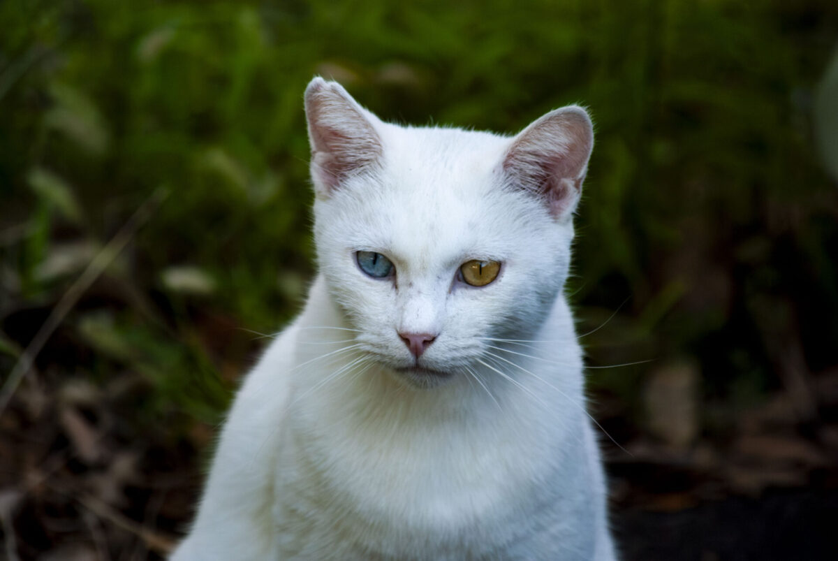 ニンゲンらしく ニンゲンらしく