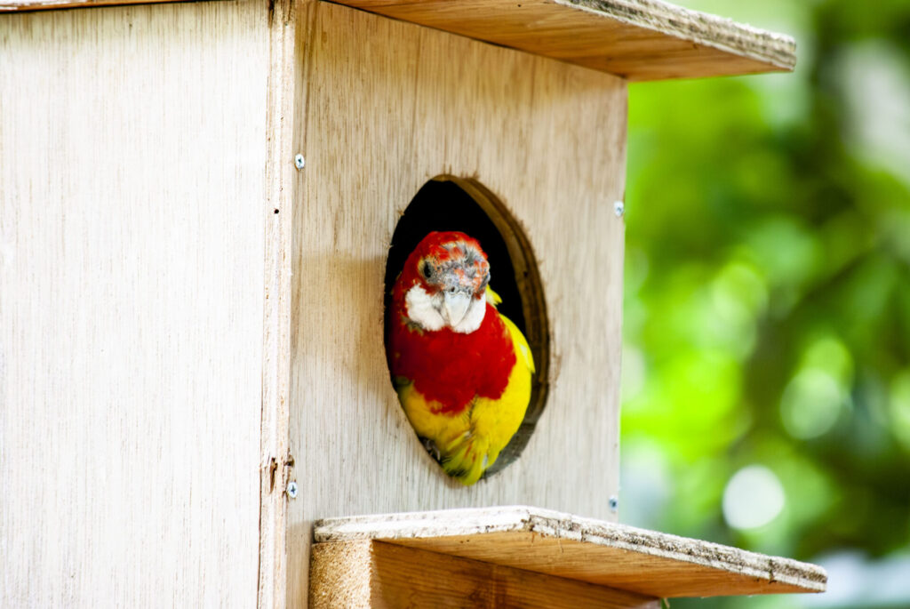 ナナクサインコ