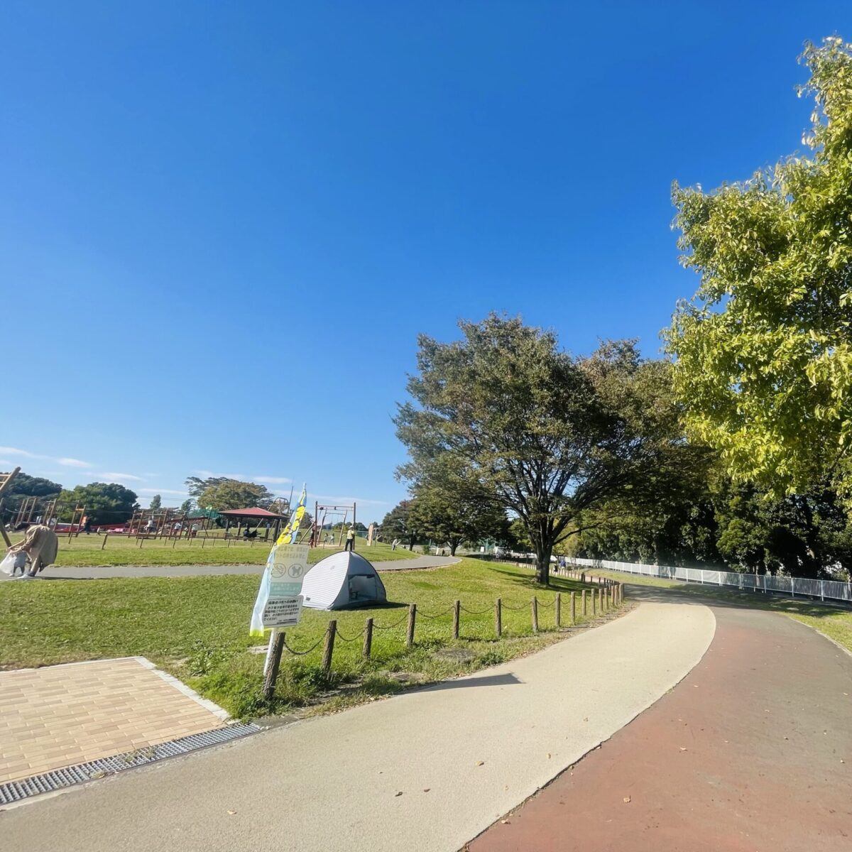 長いコバトン 長いコバトン