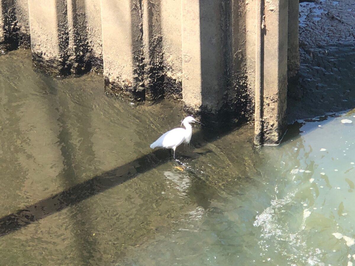 サンシチ サンシチ