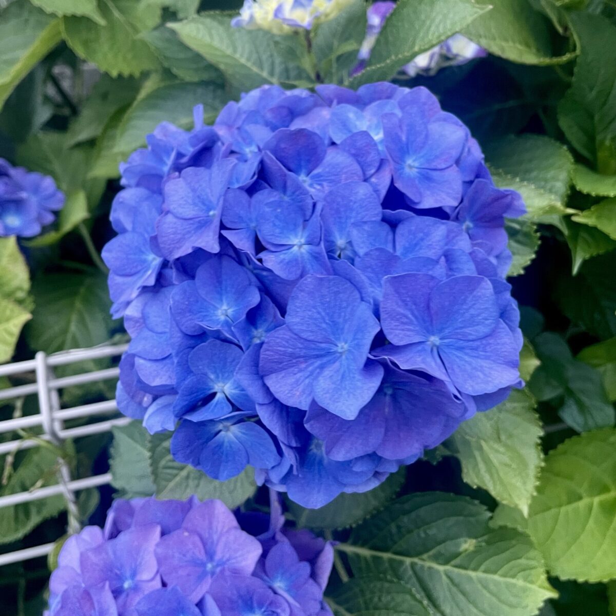 数ヶ月にいっぺん