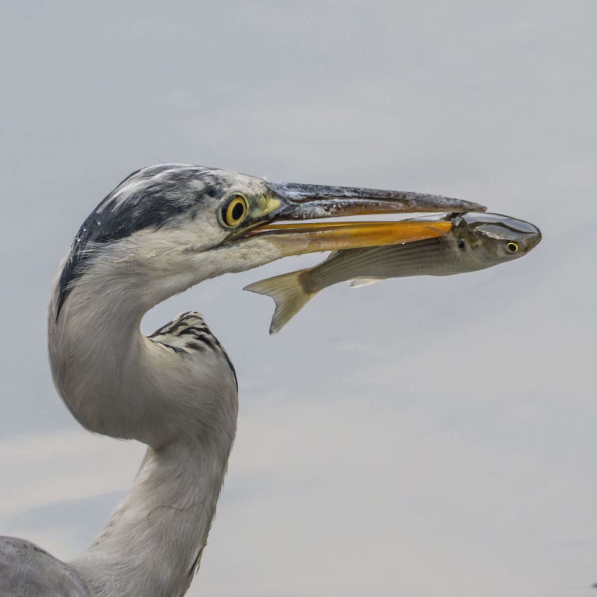 強制夏休み 強制夏休み