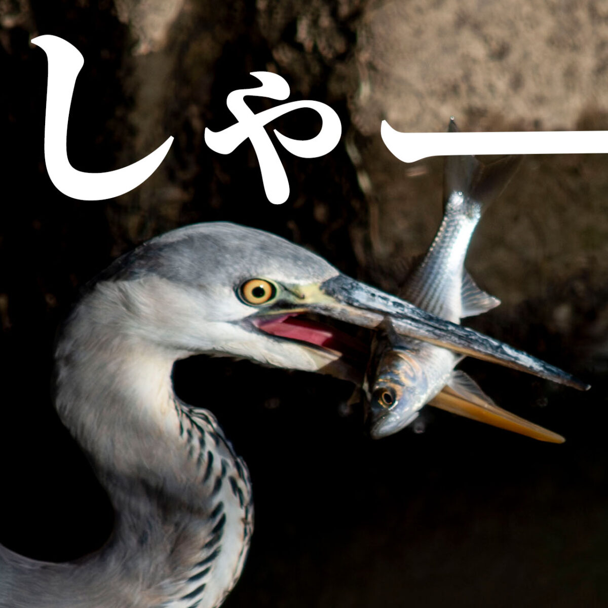 アオサギバースデー